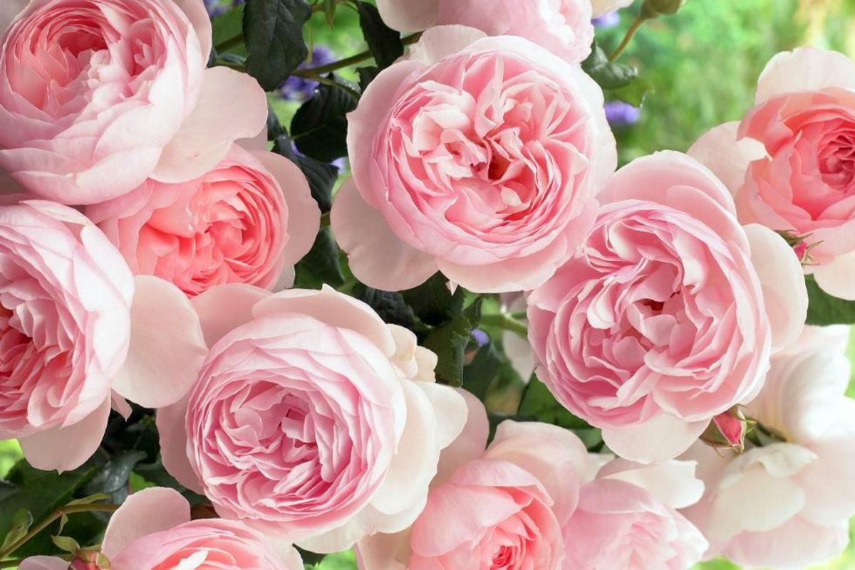 Hoa hồng phấn có ý nghĩa đem đến niềm vui và may mắn trong tình yêu